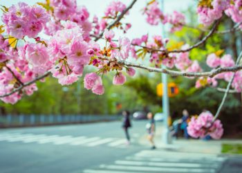 Close-up view of several cherry tree branches blooming with pink blossoms while, in the background, pedestrians prepare to cross a street in Queens, New York.