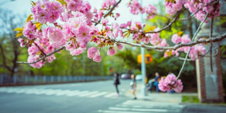 Close-up view of several cherry tree branches blooming with pink blossoms while, in the background, pedestrians prepare to cross a street in Queens, New York.