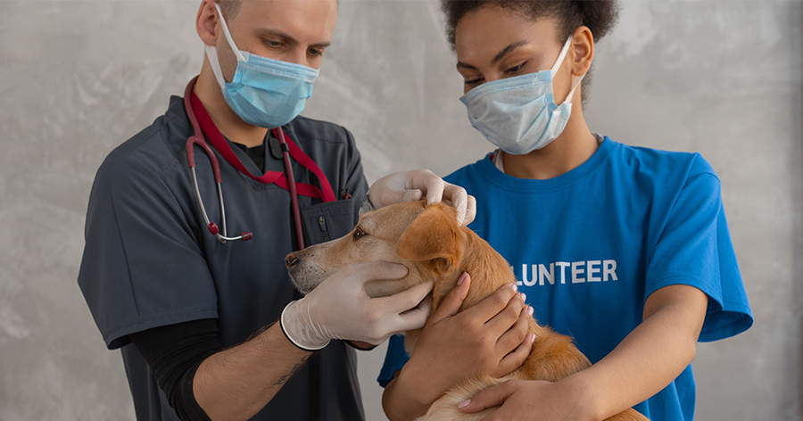 Dog being checked by vet