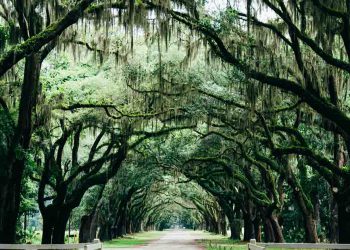 Green trees with Spanish moss lining a dirt road