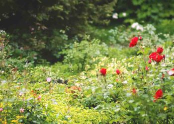 Stone path surrounded by flowers and tall grass