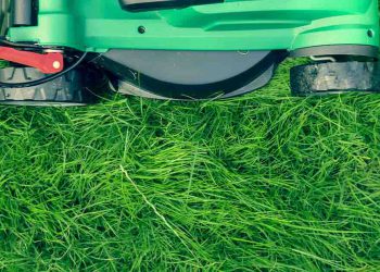 Lawn mower cutting green grass