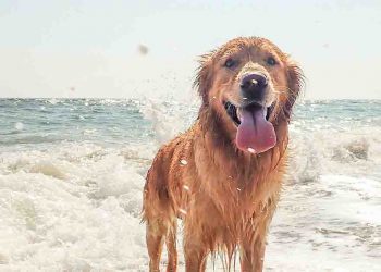 Golden Retriever on Beach