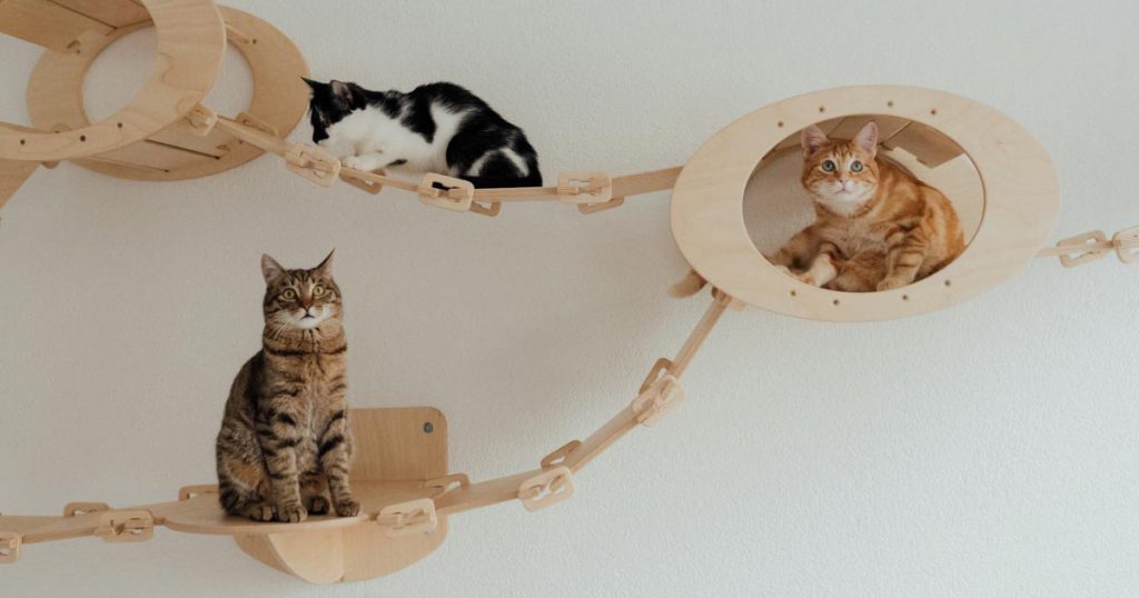 Three cats with different colored coats are relaxing on a wall-mounted catwalk in the spare room of a residential home.