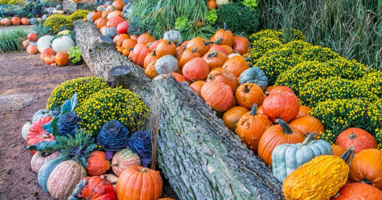 10 Easy Fall Decor Ideas for Your Home