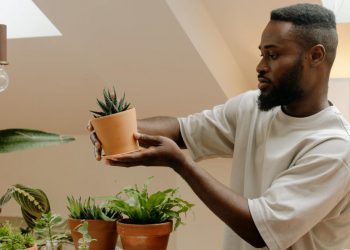 A man is standing beside a table filled with houseplants that he just moved, holding and inspecting a single succulent in a clay pot.