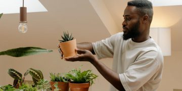 A man is standing beside a table filled with houseplants that he just moved, holding and inspecting a single succulent in a clay pot.