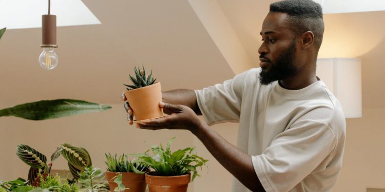 A man is standing beside a table filled with houseplants that he just moved, holding and inspecting a single succulent in a clay pot.