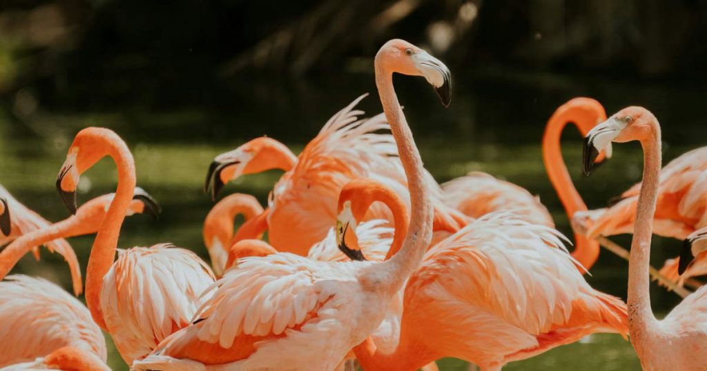 A flock of pink flamingos is sunning in a group at Flamingo Gardens in Fort Lauderdale, Florida.