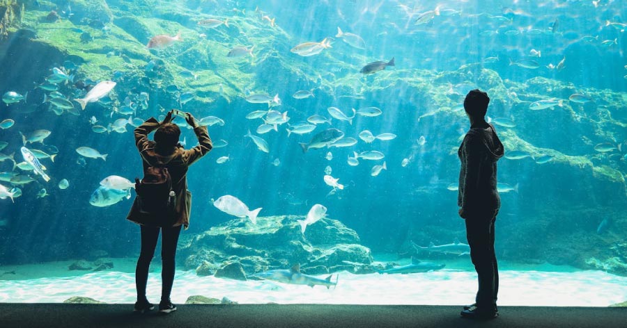 Visitors watching fish swim in a massive aquarium tank with sunlight streaming down through the water.