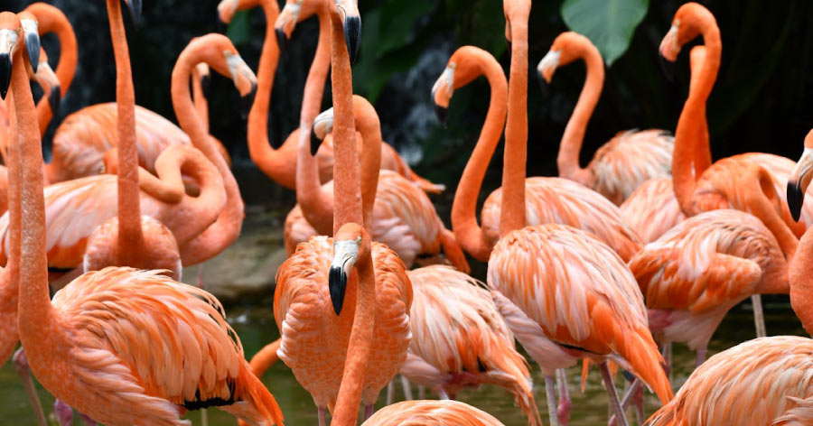 Flamingos gather together in shallow water while being observed by visitors at a wildlife habitat, one of many unique things to do in Las Vegas.