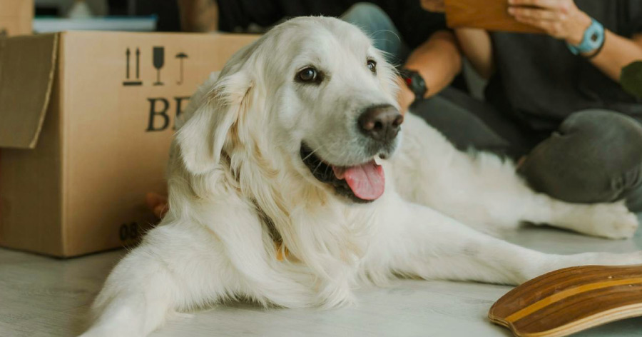 A fluffy white dog is lying on the floor beside a moving essentials box with his people sitting behind him.