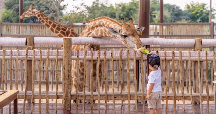 A young child is feeding a giraffe during an interactive zoo experience.
