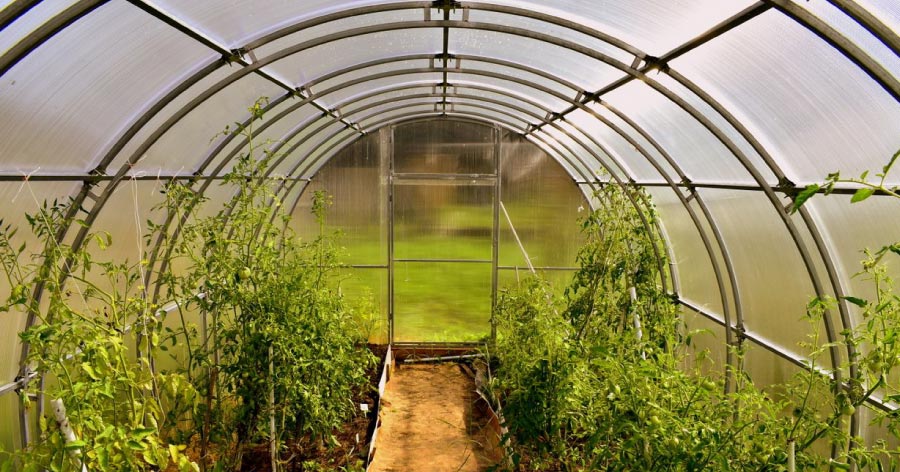View down a tubular walkway between rows of tomato plants growing inside a greenhouse.