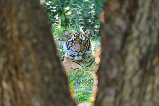view of a tiger through two tree trunks