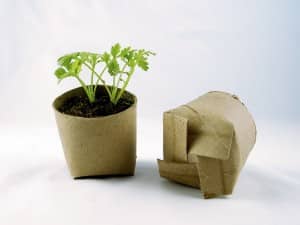 Toilet paper tubes with the bottoms folded over and plants inside