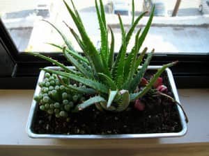 Aloe vera growing inside of a bread pan
