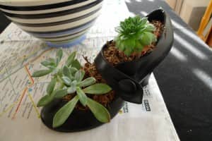 Two succulents growing in a high heeled shoe