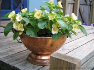 A colander with flowers growing inside