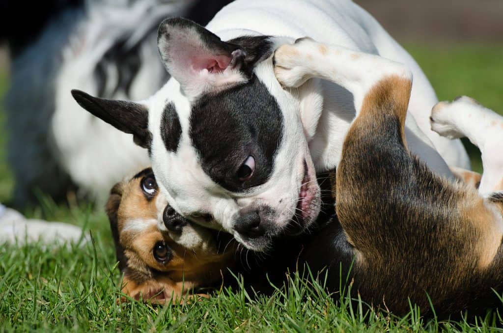 two small dogs playing with each other in a park