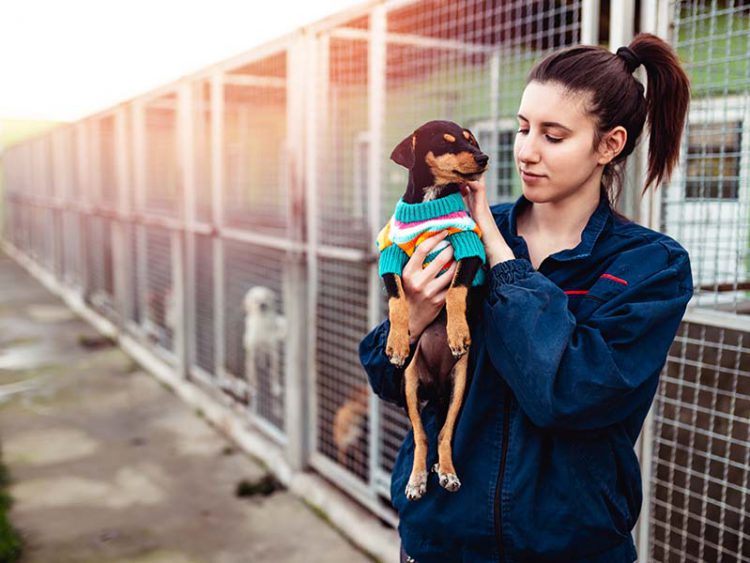 Best Houston Animal Shelters for Adoption The Storage Space