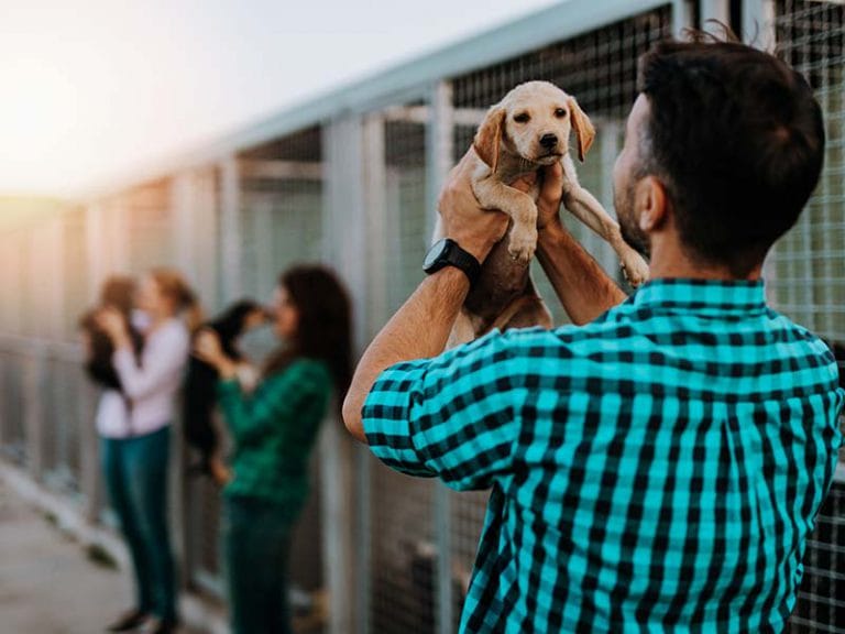 Best Pet Adoption Places in Miami