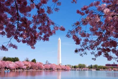 dccherryblossoms