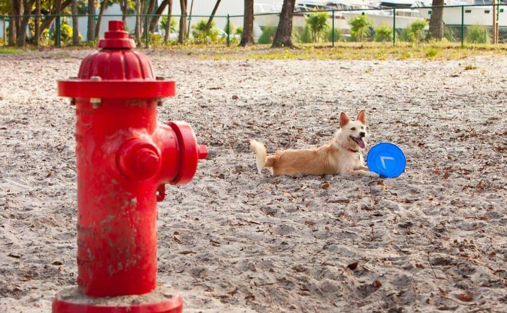 dog laying in park with Frisbee