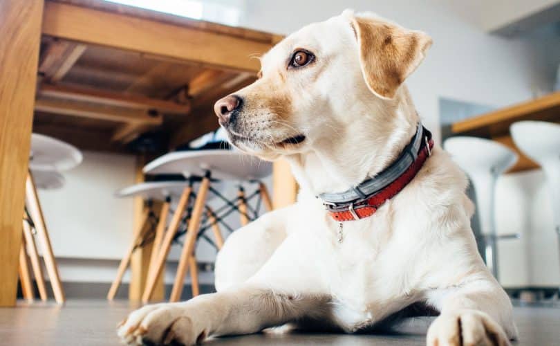 DogFriendly Places in Miami The Storage Space