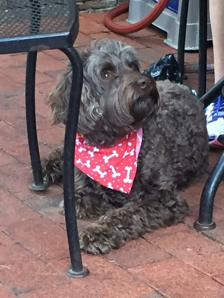 brown dog with bandanna at Einstein's in Atlanta
