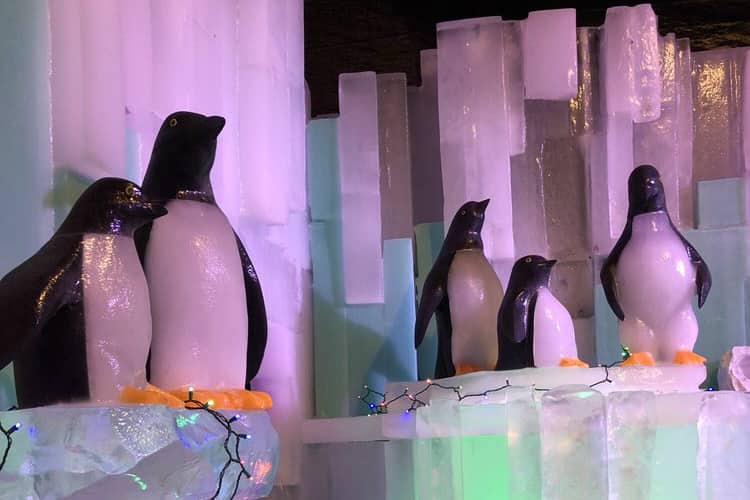 ice penguins at iceland at moody gardens