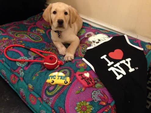 Dog-friendly Muse Hotel in NYC