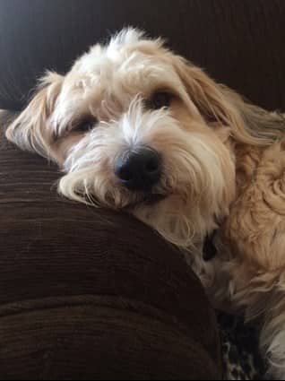 Golden doodle adopted from k9 Angels Rescue in Houston, Texas