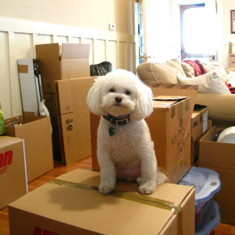 fluffy dog sitting on moving boxes
