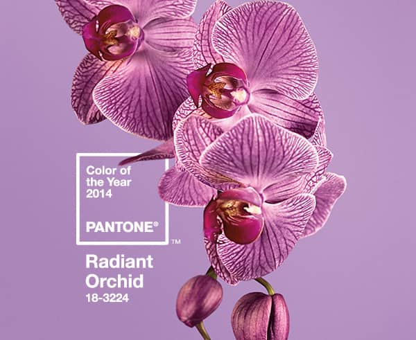 Radiant Orchid Radiant Orchid