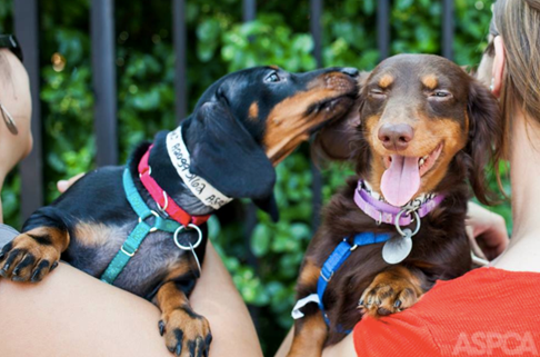 A wiener dog licking another wiener dog