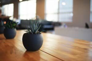 Spring Cleaning Air Filtering Houseplants Cubesmart Self Storage Air Filtering Houseplants