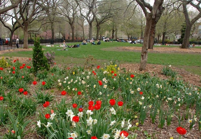 bed of flowers in Tompkins Square Park